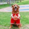 Basketball Hundekostüm